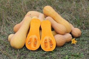 courge-300x199-5149860