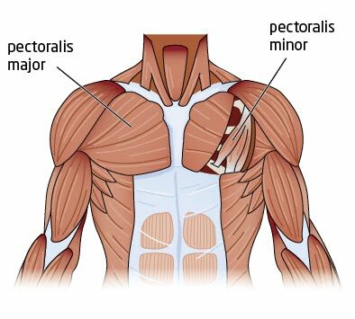 pectoralis_major-3728422